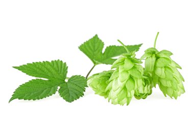 Beyaz arka planda yaprakları olan bir grup zıplayan koni. Bira fabrikası için şifalı ot.