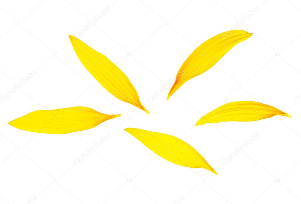 Fresh yellow petals of sunflower isolated on a white background. Beautiful sunflower petals, top view.