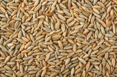 Arkaplan olarak çiğ çavdar taneleri. Çavdar dokusu.