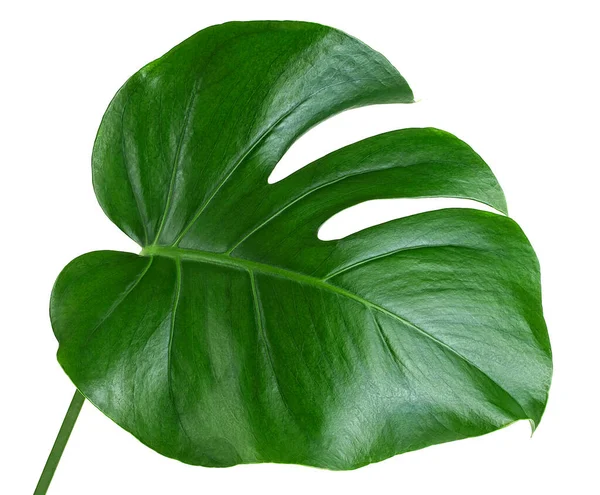 Tropisches Palmenblatt Monstera Blatt Isoliert Auf Weißem Hintergrund Monstera Deliciosa — Stockfoto