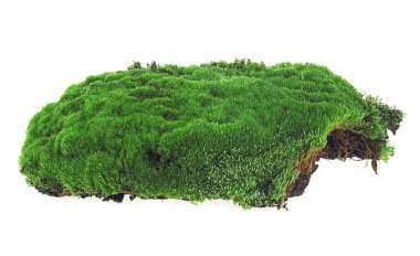 Yeşil yosun beyaz arka planda izole edilmiş, yakın plan. Güzel yeşil yosun.
