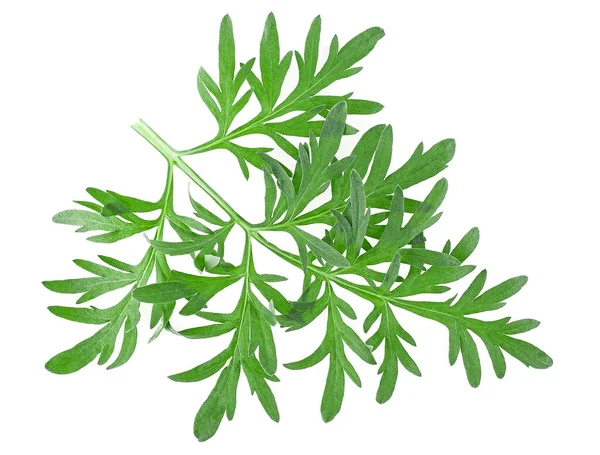 Geïsoleerd Beeld Van Artemisia Medicinale Kruidplant Sprig Van Medicinale Alsem — Stockfoto