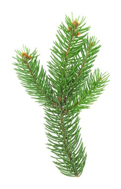 Beyaz arka planda izole edilmiş iğnelerle yeşil köknar ağacı ladin dalının üst görüntüsü. Dikenli ladin yeşili dal.