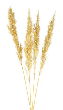 Beyaz arka planda izole edilmiş bulrush dikenleri. Sazlık dikeni.