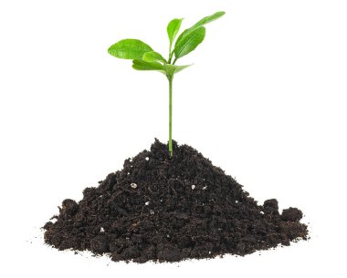 Beyaz arka planda izole edilmiş yerde genç yeşil bir filiz. Citrus meyvesi..