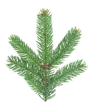 Beyaz arka planda izole edilmiş bir Noel ağacı dalı. Firavun ağacı dalı. Çam dalı.