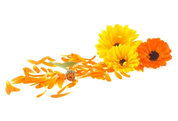 Blommor Och Kronblad Calendula Blomma Isolerad Vit Bakgrund Ovanifrån Marijuguld — Stockfoto