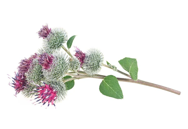 Štípavé Hlavy Lopuchu Květiny Izolované Bílém Pozadí Léčivá Rostlina Arctium — Stock fotografie
