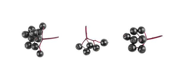 Twigs of elderberries isolated on a white background, top view. Sambucus. Fruit black elderberry.
