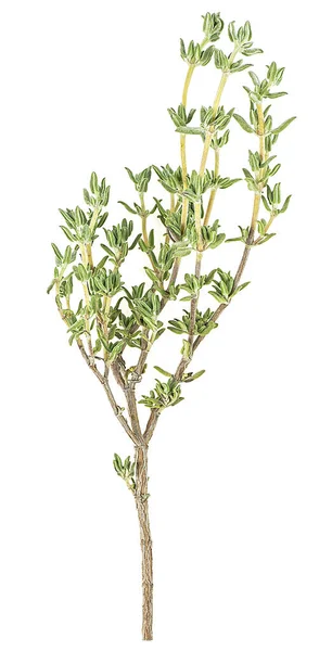 Fresh Thyme Sprig Isolated White Background Spice — Stock Photo, Image