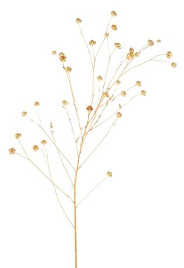 Beyaz arka planda, kuru keten dikeni yakın plan izole edilmiş. Ön manzara. Keten kulaklı..