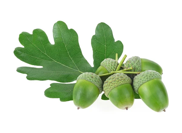 Green Oak Leaf Green Acorns Isolated White Background — Stock Photo, Image