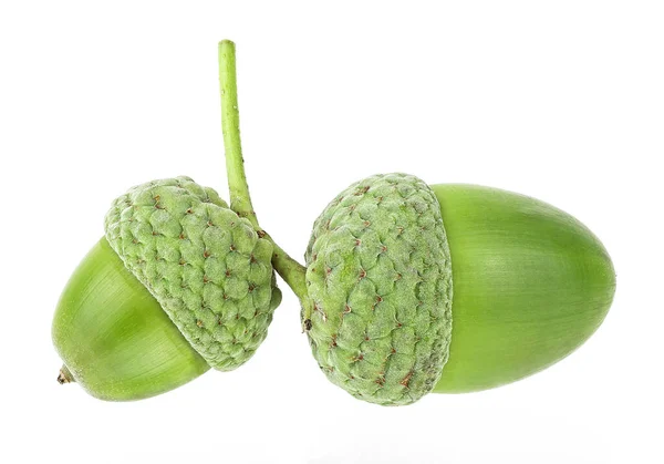 Two Green Acorns Isolated White Background Young Acorns — Stock Photo, Image