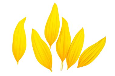 Beyaz arka planda izole edilmiş ayçiçeği yaprakları. Beyaz arkaplanda sarı yapraklar, üst görünüm.