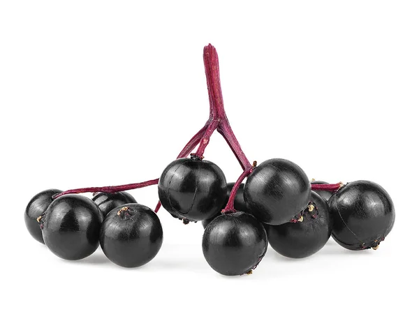 Gugusan Buah Elderberry Hitam Terisolasi Pada Latar Belakang Putih Ranting — Stok Foto