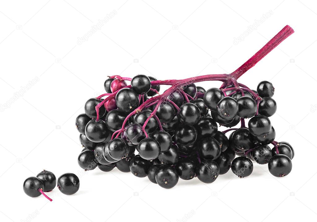 Black elderberries on red twig isolated on a white background. Dwarf elder. Walewort berries. Black elder plant.