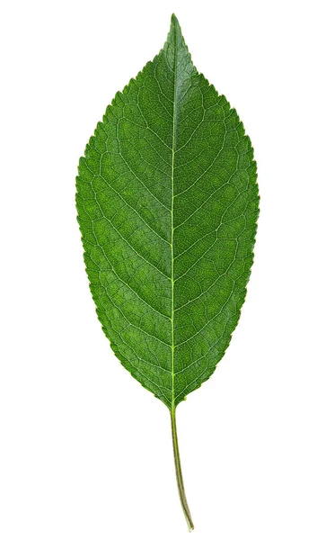 Wiśniowy Zielony Liść Izolowany Białym Tle — Zdjęcie stockowe