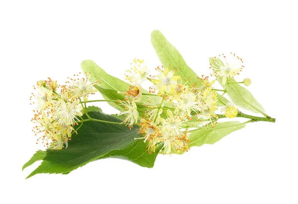 Свежие Цветы Листья Липы Липы Белом Фоне — стоковое фото