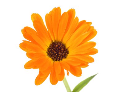 Marigold - kadife çiçeğinin yakın plan beyaz arka plan izole, seçici odak. Calendula officinalis. Şifalı bitki.. 