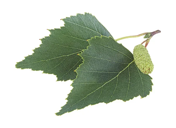 Due Foglie Betulla Argentata Catkin Isolato Uno Sfondo Bianco — Foto Stock