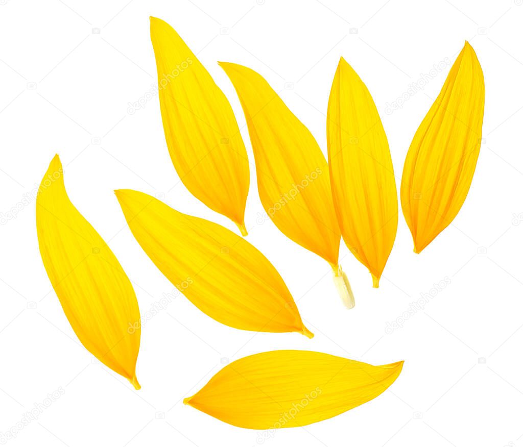 Petals of sunflower isolated on a white background. Yellow petals on a white background.