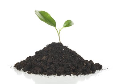 Topraktan çıkan yeşil tomurcuklar beyaz arka planda, ön tarafta izole edilmiş. Verimli topraklarda yetişen küçük bir ağaç..