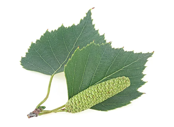 Green Birch Bud Leaves Isolated White Background European White Birch — Stock Photo, Image