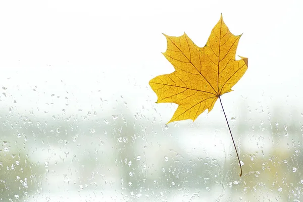 Φθινόπωρο Σταγόνες Βροχής Και Πεσμένο Φύλλο Σφενδάμου Στο Παράθυρο — Φωτογραφία Αρχείου