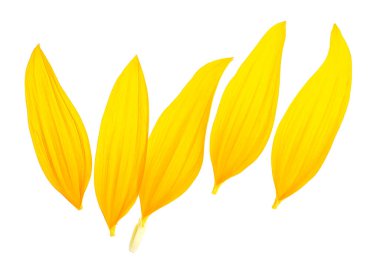 Beyaz arka planda izole edilmiş ayçiçeği yapraklarının üst görüntüsü. Sarı yapraklar.