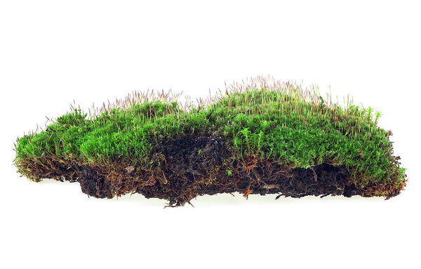 Green moss isolated on a white background. Wet green moss on soil.