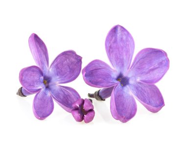 Beyaz arka planda yalıtılmış leylak çiçekleri. İyice odaklan. Makro resim.