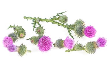 Süt devedikeni çiçekleri beyaz arka planda izole edilmiş. Düz uzanma deseni.