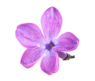 Beyaz arka planda yalıtılmış leylak çiçeği. İyice odaklan. Makro resim.
