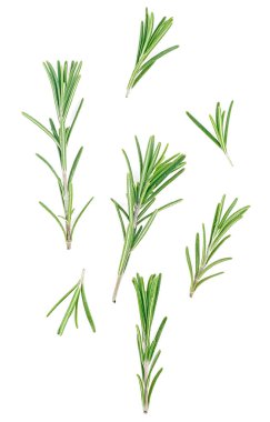 Beyaz arka planda izole edilmiş biberiye dalları, üst manzara. Taze biberiye..