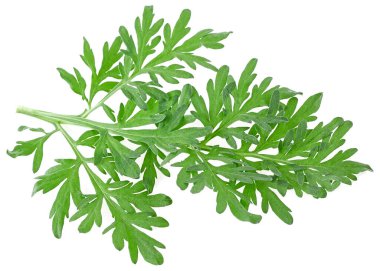 Wormwood şubesi beyaz bir arkaplanda izole edilmiş. Absinthia. Pelinotu otu.