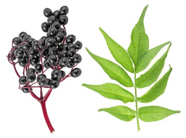 Sambucus - kırmızı daldaki yaşlı taze böğürtlenler beyaz arka planda izole edilmiş yapraklarla.