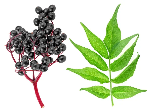 Sambucus - kırmızı daldaki yaşlı taze böğürtlenler beyaz arka planda izole edilmiş yapraklarla.
