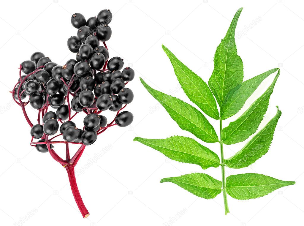 Sambucus - fresh black berries of elder on red branch with leaves isolated on a white background.