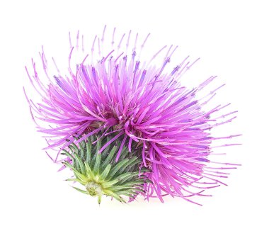 Süt devedikeni çiçekleri beyaz arkaplanda izole edilmiş