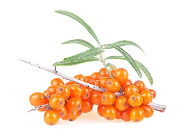 Taze olgun böğürtlen dalları ve beyaz arka planda izole edilmiş yapraklar..