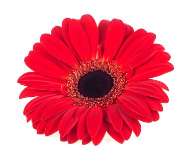 Kırmızı gerbera çiçeği beyaz arka planda izole edilmiş.