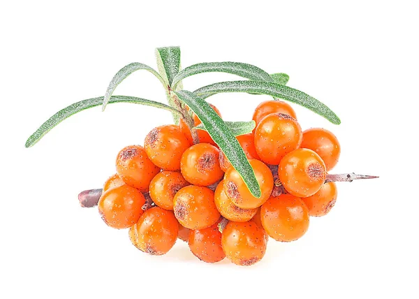 Sea Buckthorn Branches Fresh Ripe Berries Leaves Isolated White Background — Stock Photo, Image