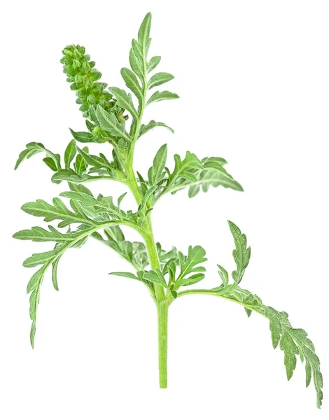 Ramo Planta Ragweed Isolado Fundo Branco Alergia Sazonal Gênero Ambrosia — Fotografia de Stock