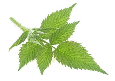 Taze yeşil ahududu yaprakları beyaz bir arkaplanda izole edilmiş.