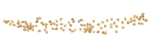 Sušené Koriandru Semena Izolované Bílém Pozadí Horní Pohled — Stock fotografie