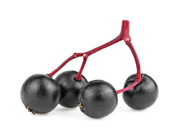 Свіжі Чорні Плоди Ячменю Маленькій Червоній Гілці Ізольовані Білому Тлі — стокове фото