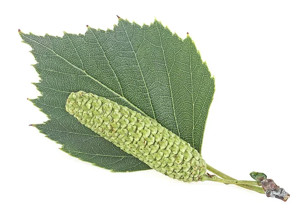 Green Birch Leaf Catkin Isolated White Background European White Birch — Stock Photo, Image