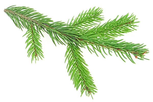 Green Fir Branch Isolated White Background Green Fir Branch Christmas — Stock Photo, Image