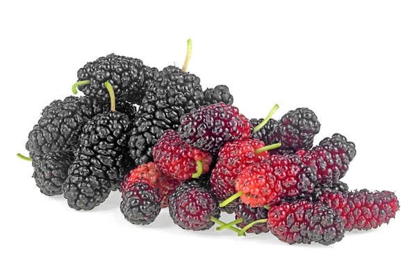 Verse Moerbeivruchten Geïsoleerd Een Witte Achtergrond Mulberry Zwart Rijp Rood — Stockfoto