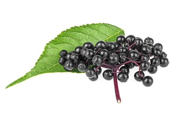 Sambucus Nigra Cluster Buah Buahan Elderberry Hitam Dan Daun Hijau — Stok Foto